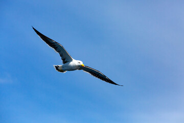 Large pacific gull gliding through the blue sky