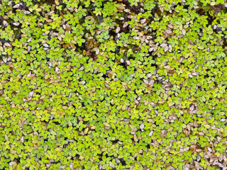 Top View of a Lush Green Duckweed Patch: An Aquatic Plant Marvel.