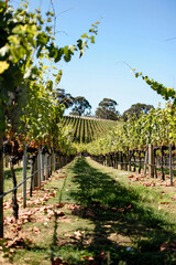 Vineyard Wedding Ceremony, with Rows of Grapevines Serving as a Picturesque Backdrop for The Happy Couple, Generative AI