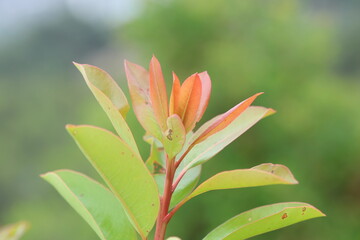 Arbutus andrachne (Greek strawberry tree) is an evergreen shrub or small tree in the family Ericaceae, native to the Mediterranean region and the Middle East