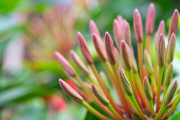 Budding Beauty: Close-Up of Emerging Flower Buds in a Lush Garden