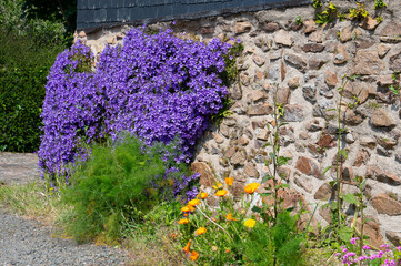 Fleurs de rocailles mauves sur un mur de pierres