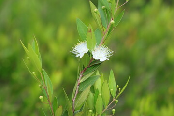 Flowers and leaves of myrtle (Myrtus communis) in spring