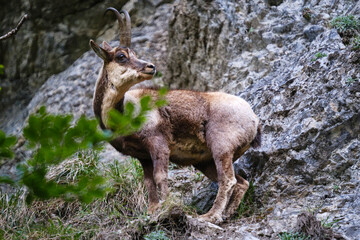 Il Camoscio Appenninico tra le valli del Gran Sasso - Rupicapra Pyrenaica Ornata