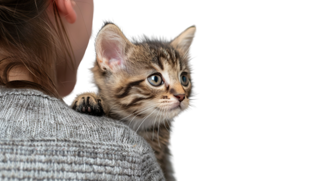 Sweet kitten climbing onto a person's shoulder, ready to playfully nibble their ear on a transparent background.