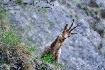 Il Camoscio Appenninico tra le valli del Gran Sasso - Rupicapra Pyrenaica Ornata