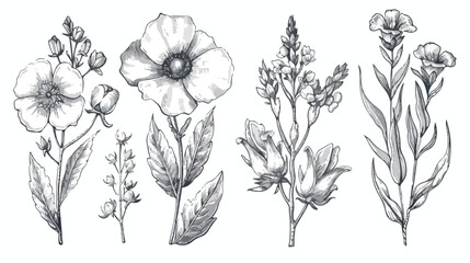 Vintage engraved flowers Four . Botanical drawings 