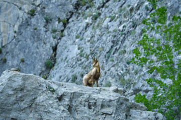 Il Camoscio Appenninico tra le valli del Gran Sasso - Rupicapra Pyrenaica Ornata