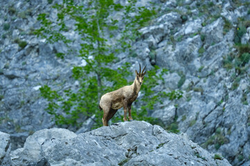 Il Camoscio Appenninico tra le valli del Gran Sasso - Rupicapra Pyrenaica Ornata