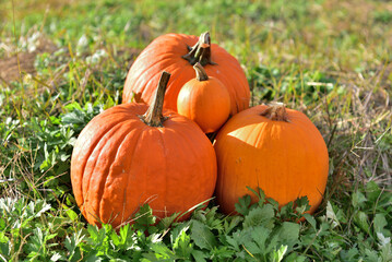 ハロウィンカボチャ