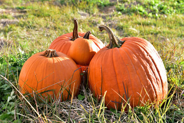 Fototapeta premium ハロウィンカボチャ