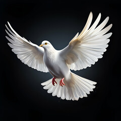 Obraz premium white dove isolated on black