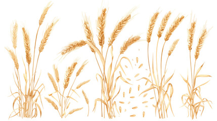 Wheat spikelets with ears grains stems and spikes