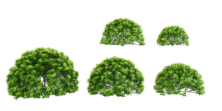 collection of Japanese cheesewood trees beautiful isolated on white background