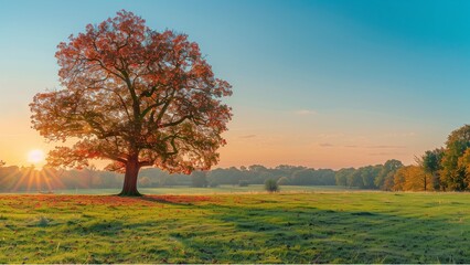 Fototapeta premium Sunny park in glorious autumn colors, with clear blue sky and the setting sun, a vast green meadow and a majestic oak tree with red leaves in the foreground