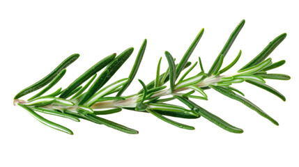 rosemary branch isolated on white or transparent png