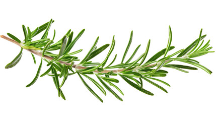 rosemary branch isolated on white or transparent png