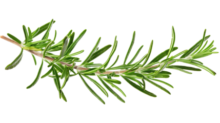 rosemary branch isolated on white or transparent png
