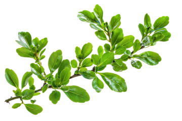 green boxwood branch isolated on white or transparent png