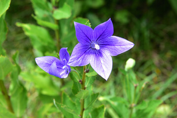 青紫色のキキョウの花
