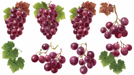 Red ripe grapes on white background Vector illustration