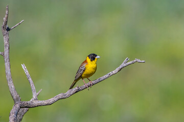 Black-headed Bunting (Emberiza melanocephala) migrates from Africa to Asia and Europe to breed in summer. It is a songbird.