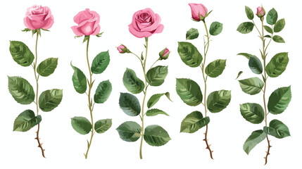 Roses leaves isolated on white background. Vector illustration