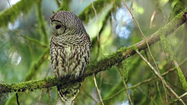 Dozing Barred owl notices something and looks to the left while perched on a branch in the Pacific Northwest Rainforest