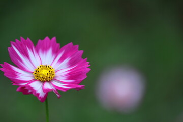 Fototapeta premium 秋風に揺れて咲く