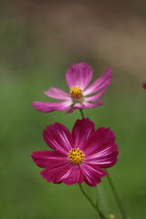 Obraz premium 秋風に揺れて咲く