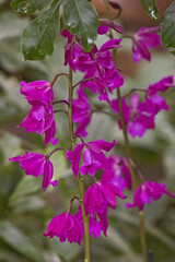 Dendrobium orchid - Dendrobium hybrids. Close up of purple dendrobium orchids flowers with blurred...