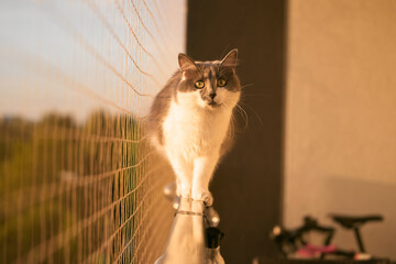 Gray cat balances on window sill next to safety net Cute kitty looks outside