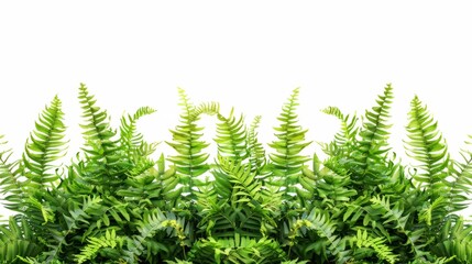 Tropical foliage plant bush nature frame layout of Fishtail fern or forked giant sword fern (Nephrolepis spp.) the shade garden landscaping shrub plant on white background with clipping, Generative AI