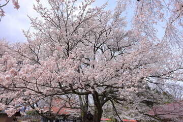  Cherry trees near Otsuyama Jisso Temple at Mukawacho Yamataka, Hokuto, Yamanashi, Japan