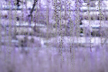 Closeup of delicate wisteria floral blossom hanging gracefully creating a dreamy and serene springtime scene with soft lavender color tone in Kawachi Fujien Garden, Fukuoka, Japan