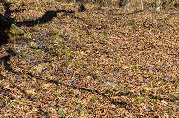 blue flowers of alpine squill (Scilla Bifolia) on the forest meadow in Caucasus mountains (Dmanisi municipality, Kvemo Kartli region, Georgia)