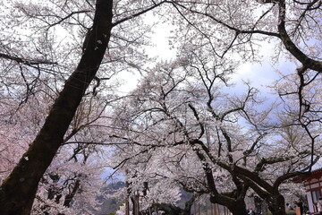  Cherry trees near Otsuyama Jisso Temple at Mukawacho Yamataka, Hokuto, Yamanashi, Japan
