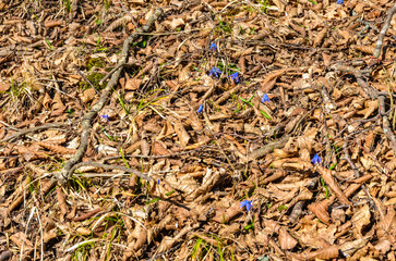 blue flowers of alpine squill (Scilla Bifolia) on the forest meadow in Caucasus mountains (Dmanisi municipality, Kvemo Kartli region, Georgia)