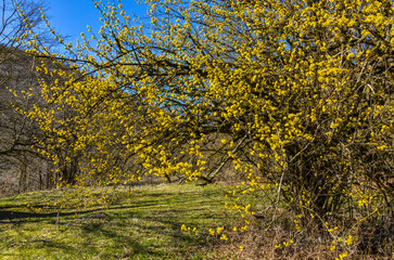 yellow blossom of Cornelian cherry dogwood (Cornus mas)  in Caucasus mountains during early spring (Saparlo, Kvemo Kartli region, Georgia)