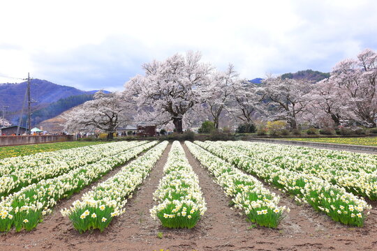  Cherry trees near Otsuyama Jisso Temple at Mukawacho Yamataka, Hokuto, Yamanashi, Japan