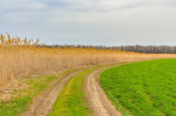 dirt road on wheat field in early spring (Kropotkin, Krasnodar krai, Russia)
