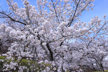  Maizuru Castle Park with cherry blossoms at Marunouchi, Kofu, Yamanashi, Japan