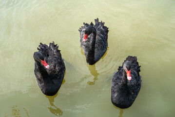 Three black swans (Cygnus atratus) swimming in the lake in Russia