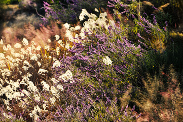 Pink Muhly Grass and small flowers, Closeup