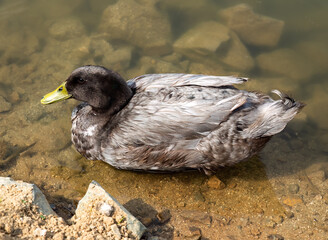 American black duck swimming in the pond