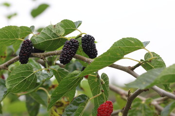 Morus rubra, commonly known as the red mulberry, is a species of mulberry native to eastern and...
