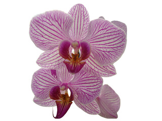 Close-up of beautiful Light Purple Orchid flower on white background. A close-up of a beautiful light purple orchid flower set against a pristine white background.  © kushan