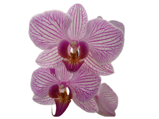 Close-up of beautiful Light Purple Orchid flower on white background.
A close-up of a beautiful light purple orchid flower set against a pristine white background. 