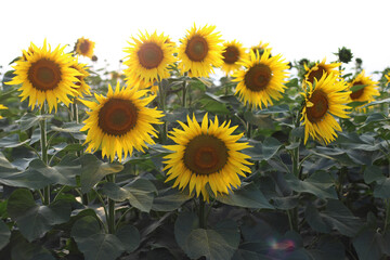 beautiful sunflowers in the field