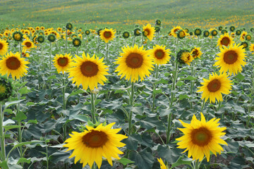Obraz premium beautiful sunflowers in the field